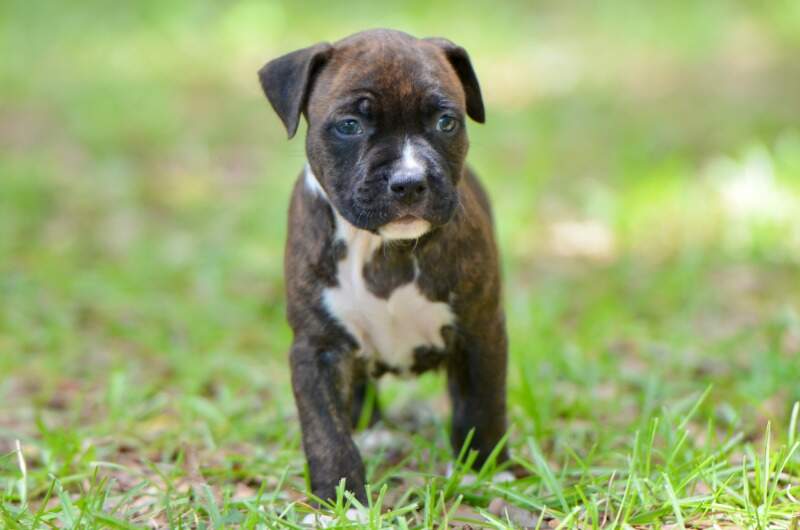 5 weeks