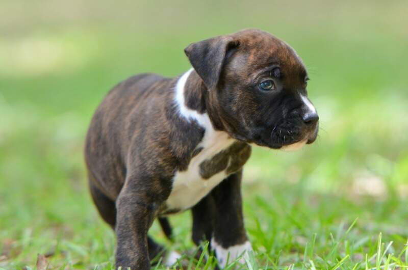 5 weeks