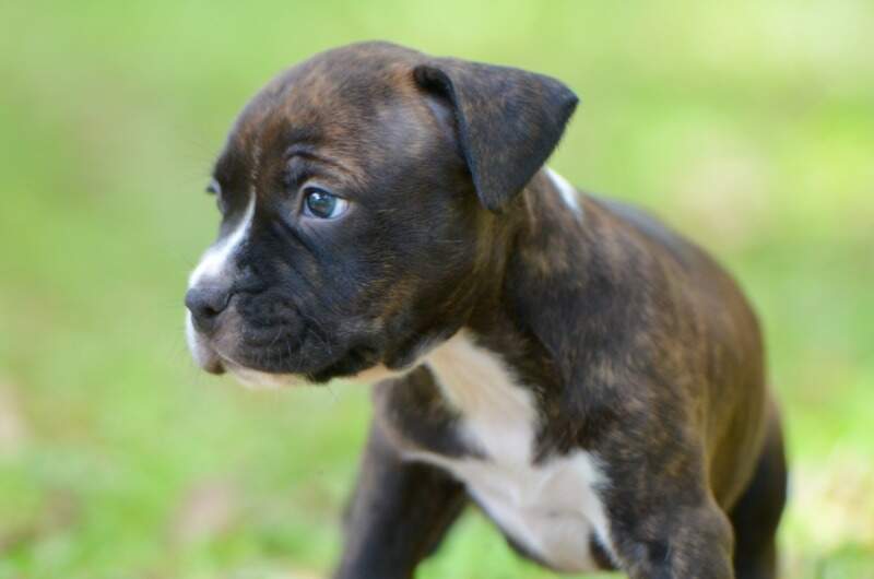 5 weeks