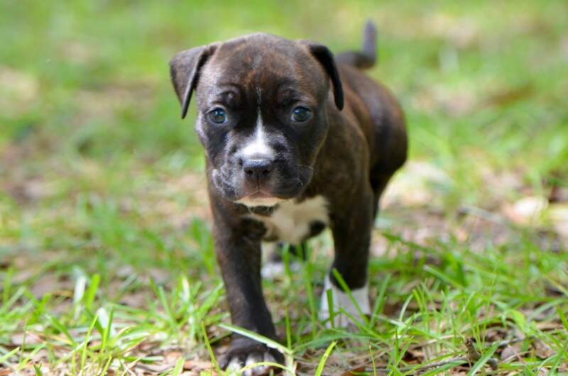 5 weeks