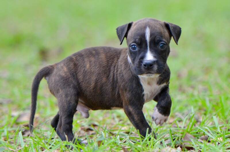 5 weeks