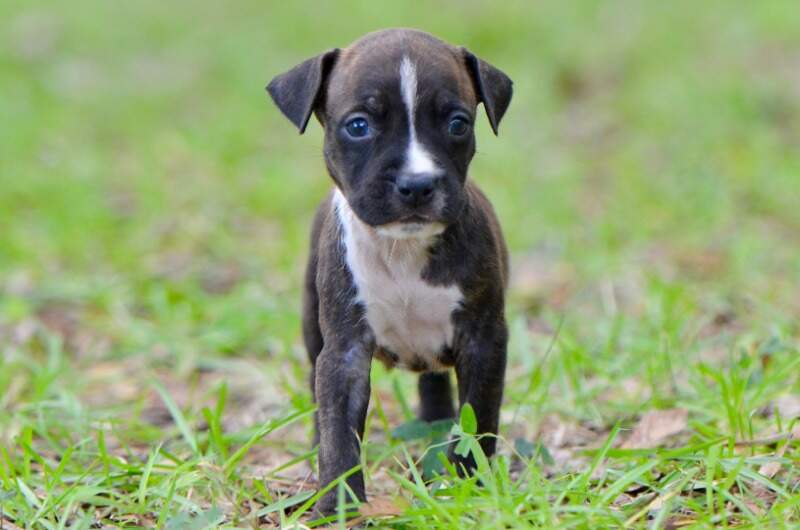 5 weeks