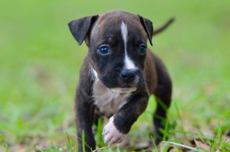 5 weeks