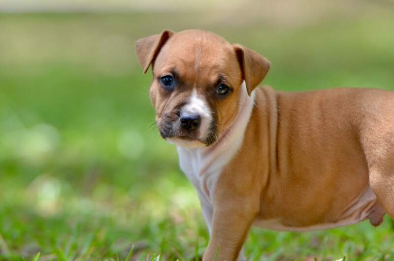 5 weeks