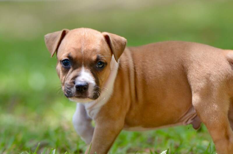 5 weeks