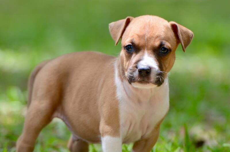 5 weeks