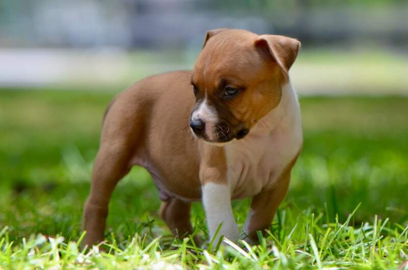 5 weeks