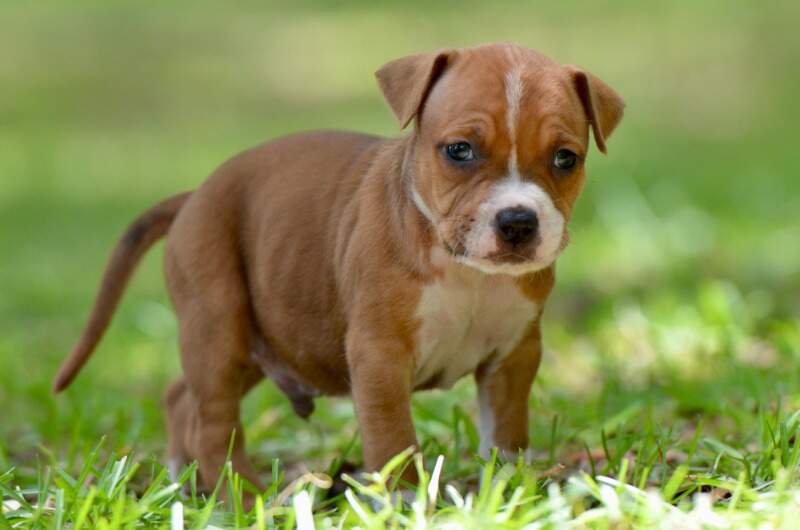 5 weeks