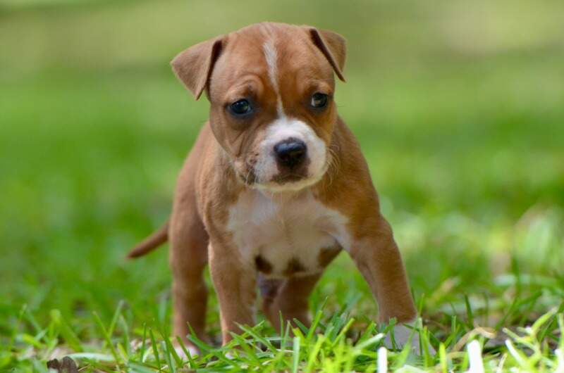 5 weeks