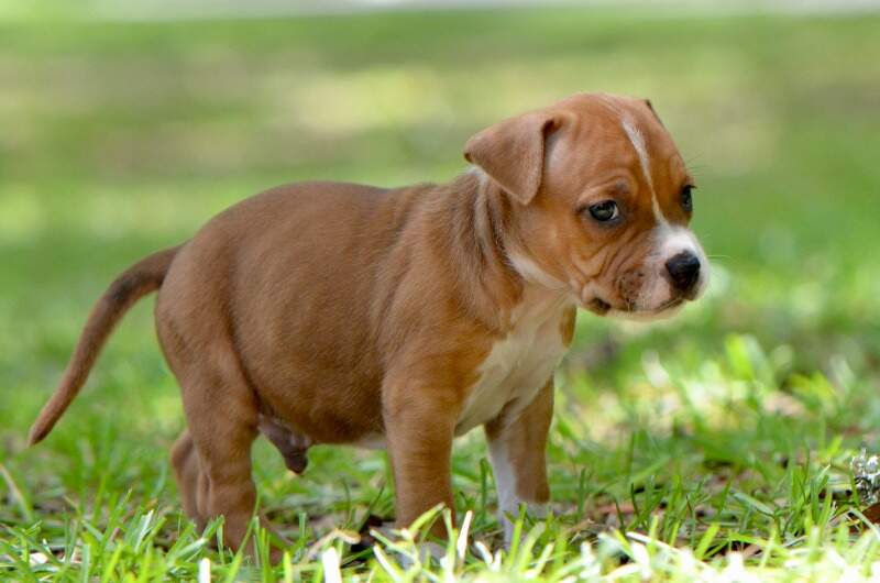 5 weeks