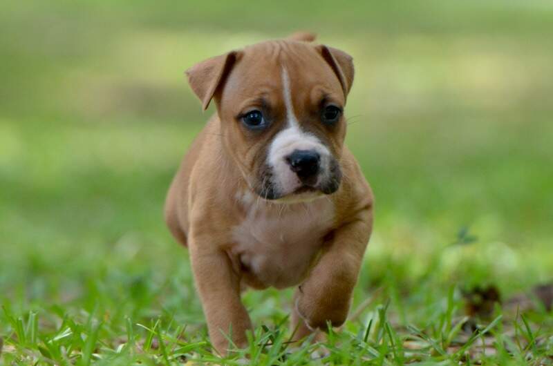 5 weeks
