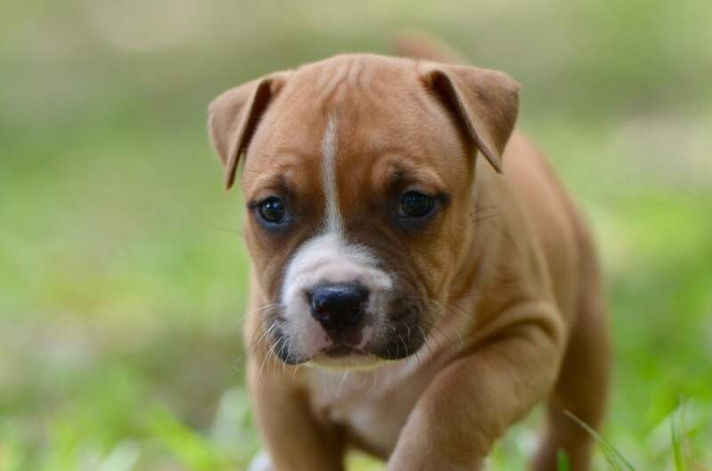 5 weeks