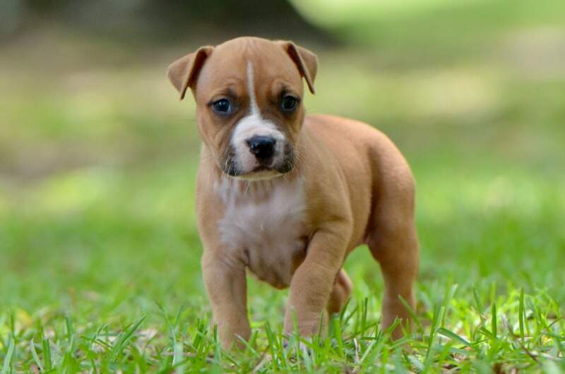 5 weeks