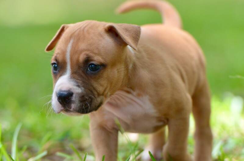 5 weeks