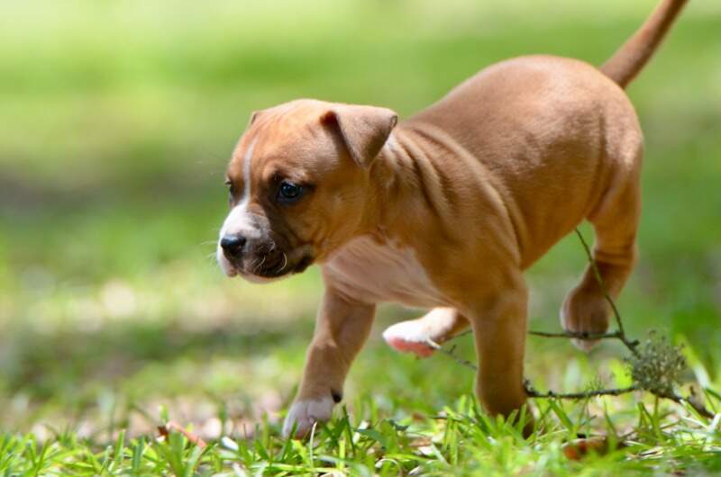 5 weeks