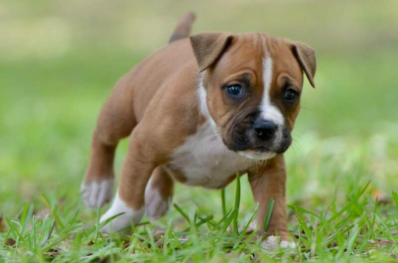 5 weeks