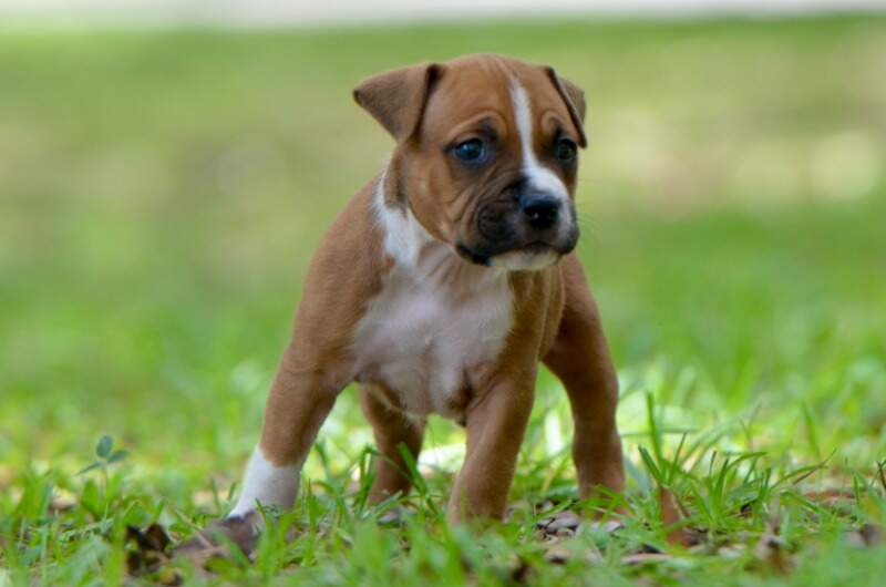 5 weeks
