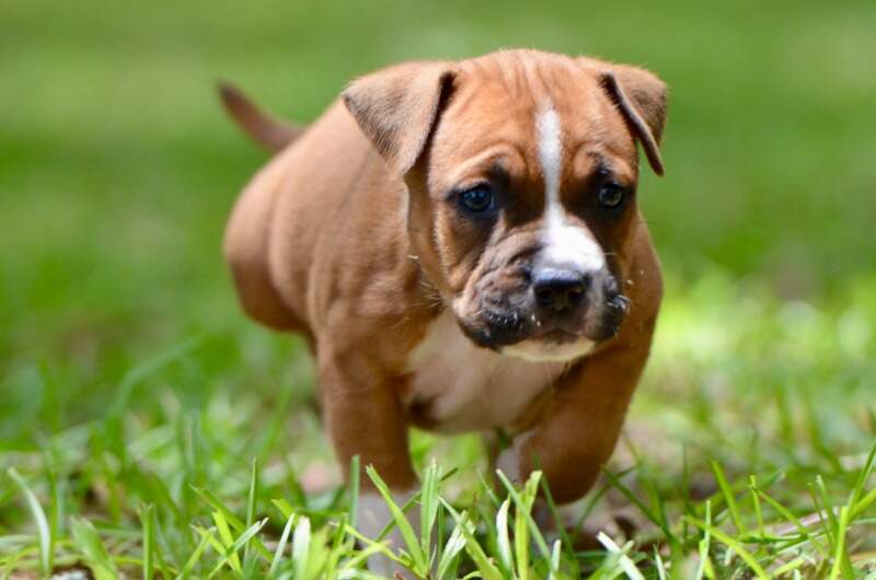 5 weeks