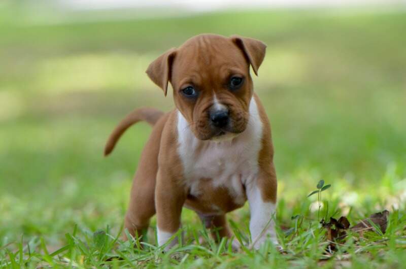 5 weeks