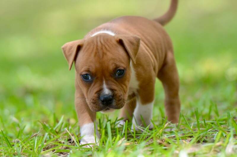 5 weeks