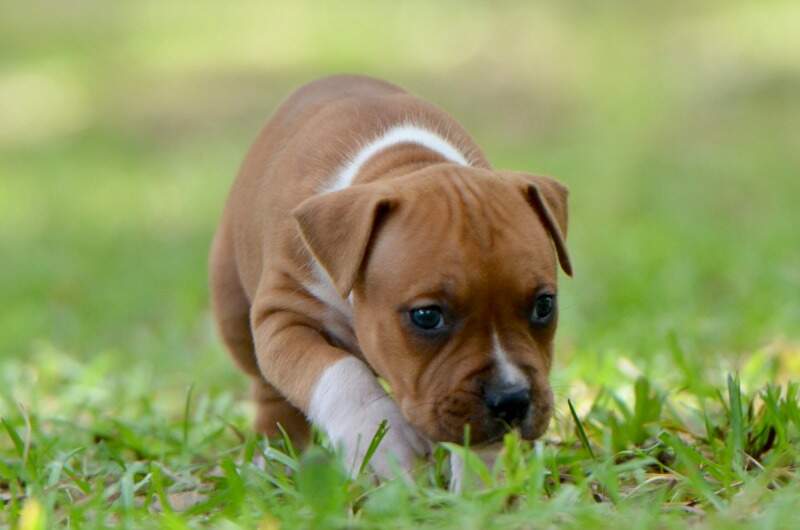 5 weeks