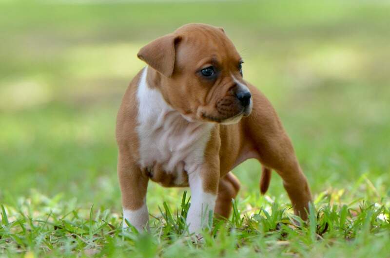 5 weeks