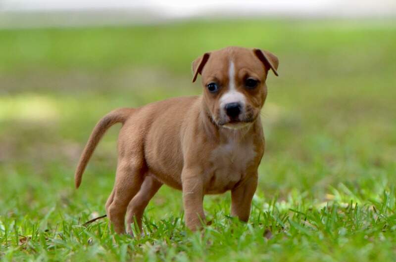 5 weeks