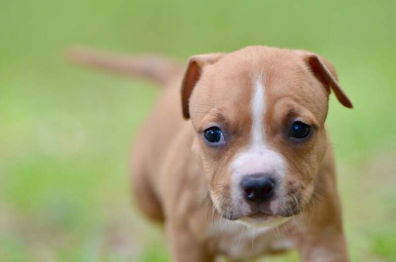 5 weeks