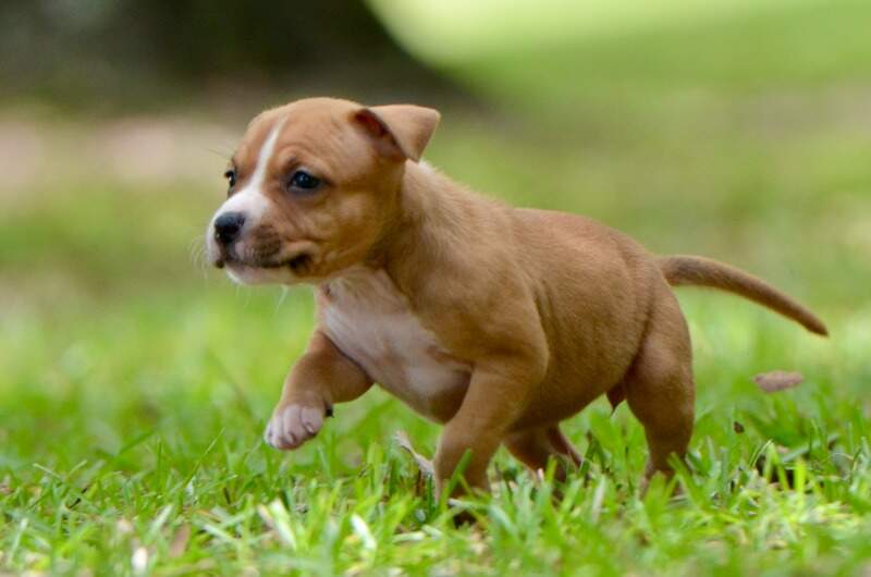 5 weeks