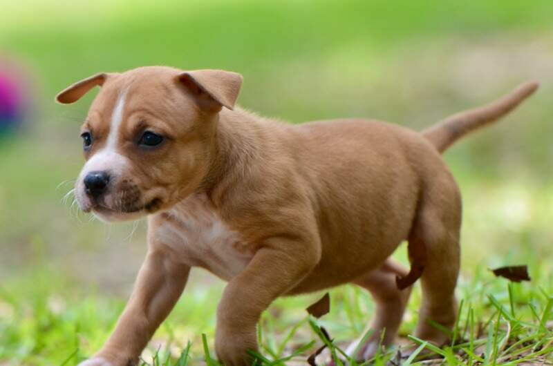 5 weeks