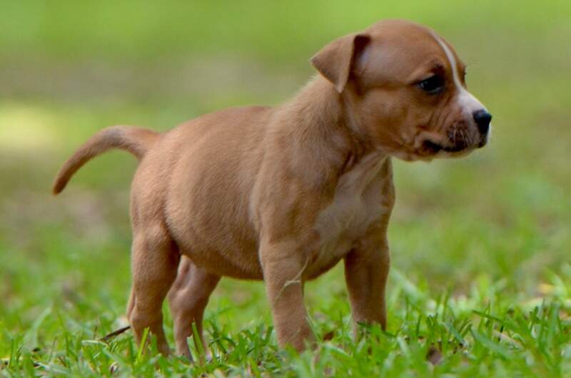 5 weeks