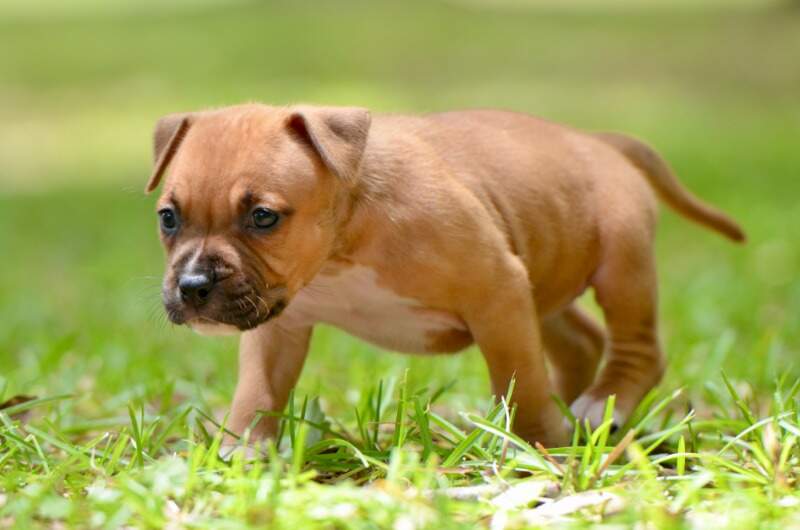 5 weeks
