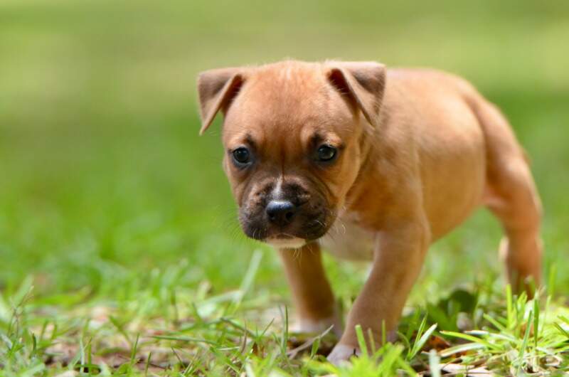5 weeks