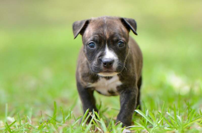 5 weeks