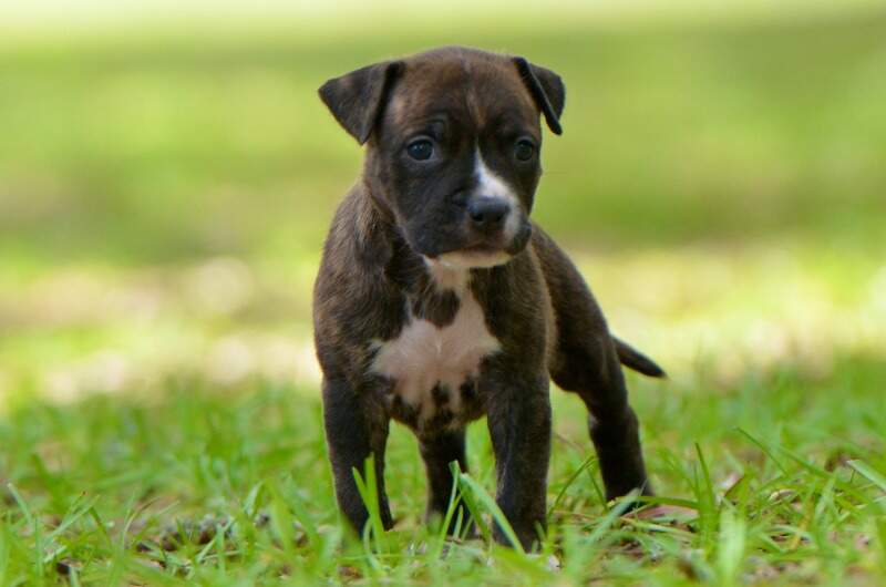 5 weeks