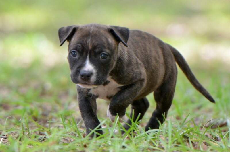 5 weeks