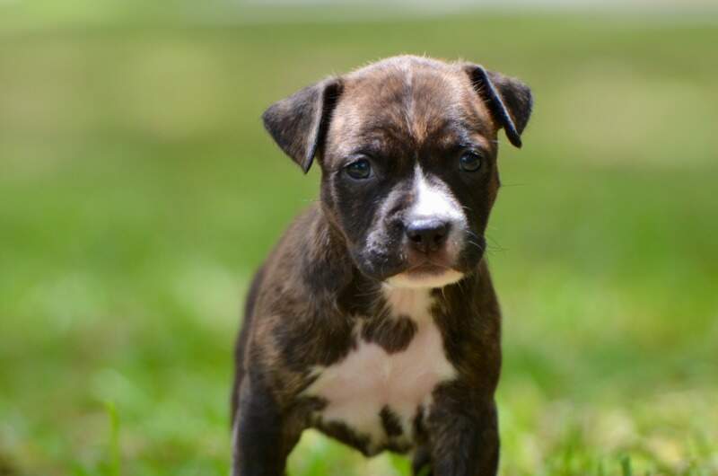 5 weeks