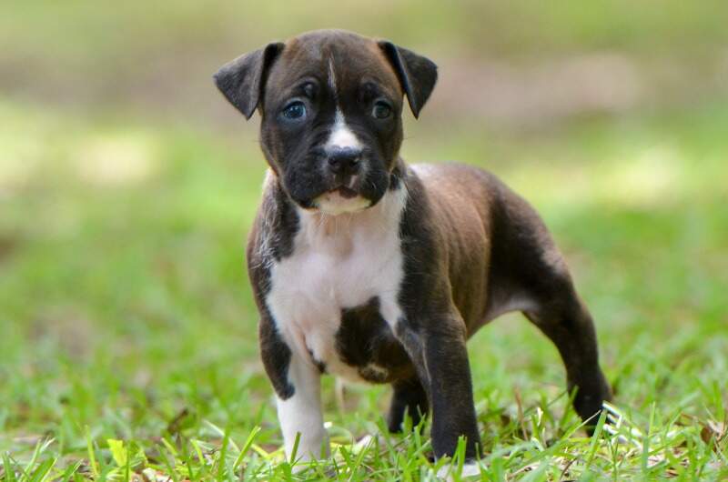 5 weeks