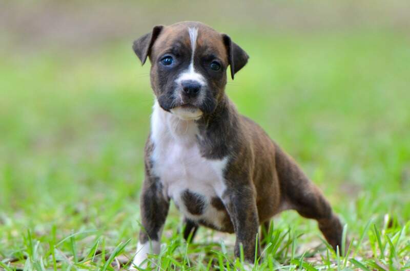 5 weeks
