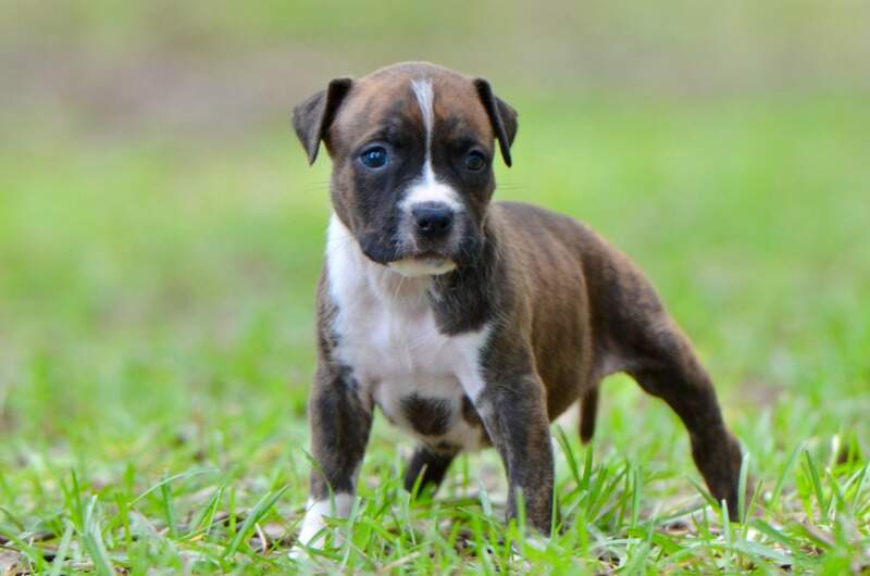 5 weeks