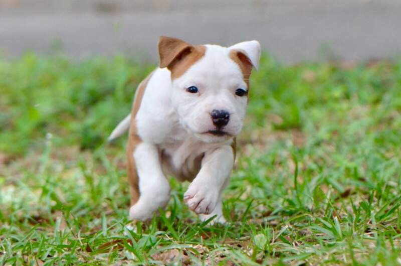 6 weeks
