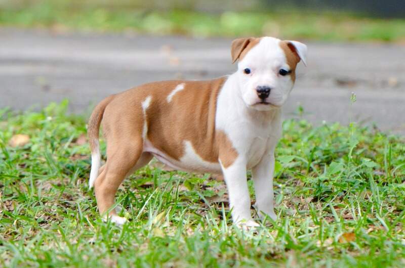 6 weeks