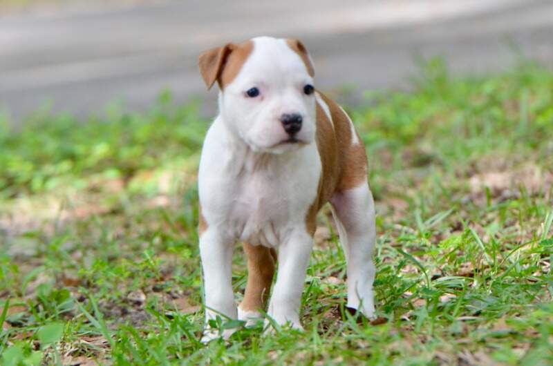 6 weeks
