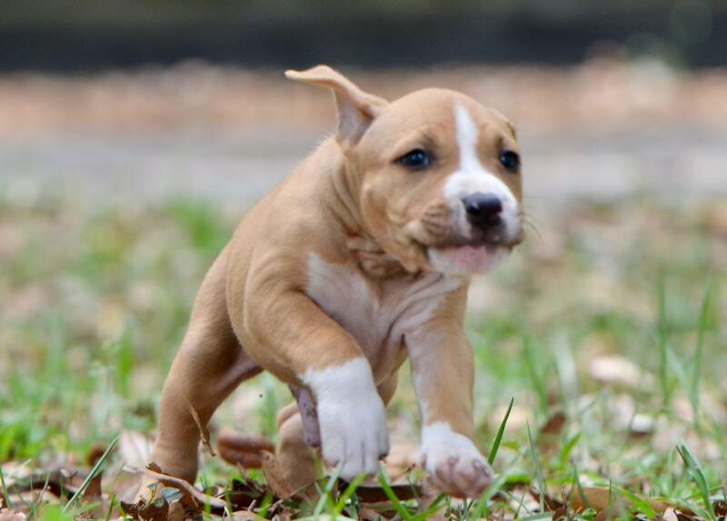 6 weeks