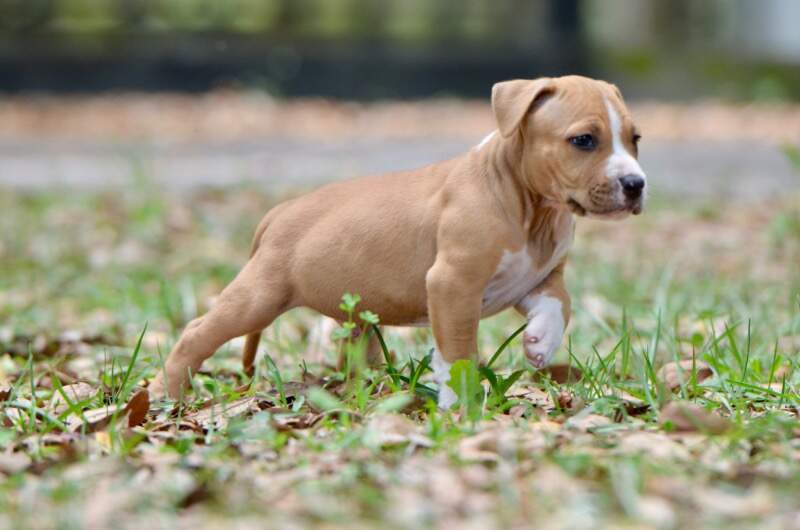 6 weeks