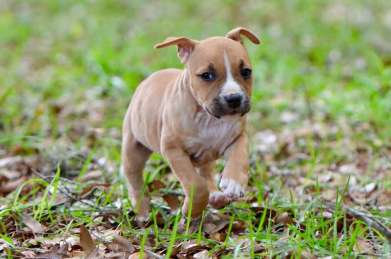 6 weeks