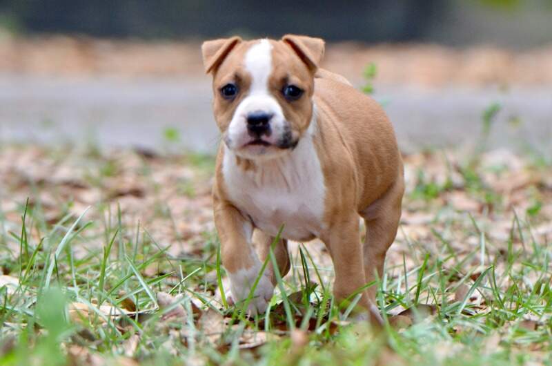 6 weeks