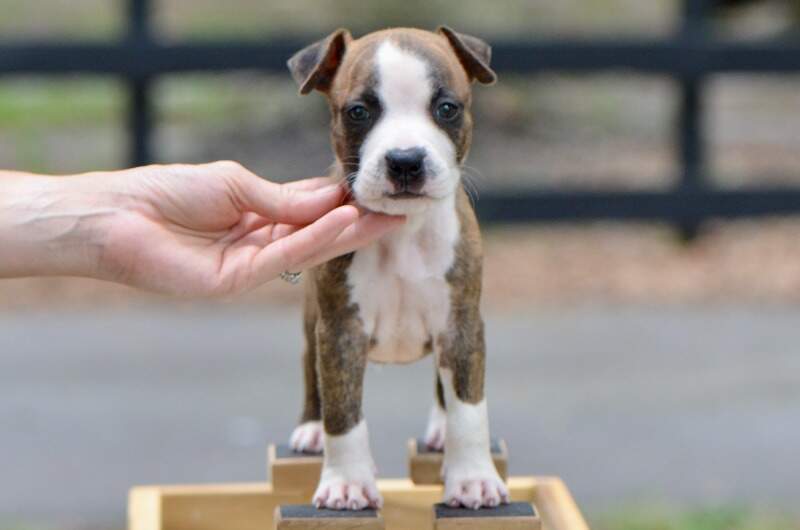 6 weeks
