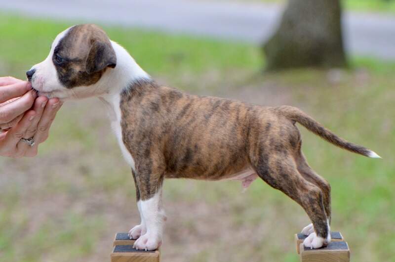 6 weeks