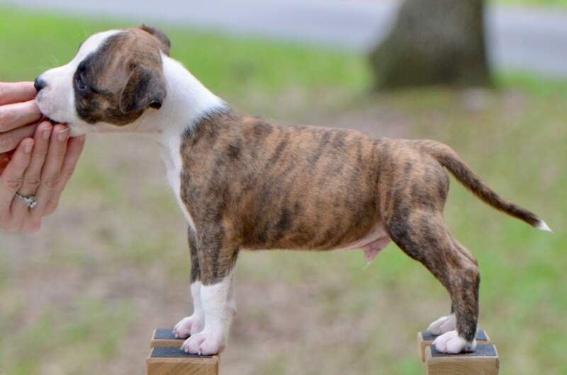 6 weeks